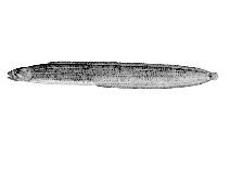 To FishBase images (<i>Xiphidion rupestre</i>, USA, by Hopkins Seaside Laboratory)