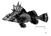 To FishBase images (<i>Zanclorhynchus spinifer</i>, by FAO)
