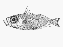 To FishBase images (<i>Zenion leptolepis</i>, Kenya, by SFSA)