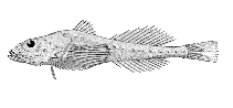 To FishBase images (<i>Zesticelus profundorum</i>, Alaska, by Bull. U.S. Bur. Fish.)