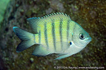 To FishBase images (<i>Abudefduf bengalensis</i>, Hong Kong, by Eric Keung@114°E Hong Kong Reef Fish Survey)