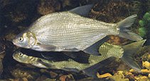 To FishBase images (<i>Abramis brama</i>, Germany, by Hartl, A.)