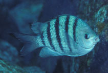 To FishBase images (<i>Abudefduf conformis</i>, Marquesas Is., by Randall, J.E.)