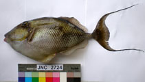 To FishBase images (<i>Abalistes filamentosus</i>, New Caledonia, by Justine, J.-L.)