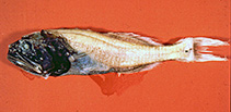 To FishBase images (<i>Abyssoberyx levisquamosus</i>, by Moore, J.)