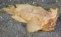 To FishBase images (<i>Ablabys macracanthus</i>, Indonesia, by Greenfield, J.)