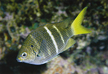 To FishBase images (<i>Abudefduf notatus</i>, Thailand, by Allen, G.R.)