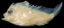 To FishBase images (<i>Ablabys pauciporus</i>, Australia, by Motomura, H.)