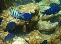 To FishBase images (<i>Abudefduf hoefleri</i>, Cape Verde, by Wirtz, P.)