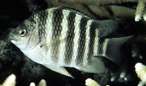 To FishBase images (<i>Abudefduf septemfasciatus</i>, Marshall Is., by Randall, J.E.)
