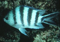 To FishBase images (<i>Abudefduf sexfasciatus</i>, French Polynesia, by Randall, J.E.)