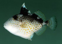 Image of Abalistes stellatus (Starry triggerfish)