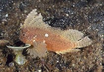 To FishBase images (<i>Ablabys taenianotus</i>, Indonesia, by Petrinos, C.)