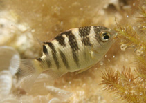 To FishBase images (<i>Abudefduf taurus</i>, Bahamas, by Johnson, L.)