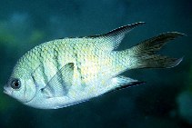 To FishBase images (<i>Abudefduf whitleyi</i>, New Caledonia, by Kochzius, M.)