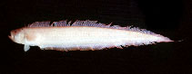 To FishBase images (<i>Acanthocepola abbreviata</i>, by Gloerfelt-Tarp, T.)