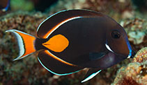 To FishBase images (<i>Acanthurus achilles</i>, Hawaii, by Malaer, P.)
