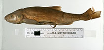 To FishBase images (<i>Acrocheilus alutaceus</i>, USA, by Sandra J. Raredon / Smithsonian Institution, NMNH, Div. of Fishes)