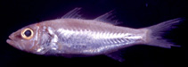 To FishBase images (<i>Acropoma argentistigma</i>, Thailand, by Okamoto, M.)
