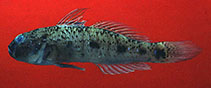 To FishBase images (<i>Acentrogobius audax</i>, Philippines, by Murdy, E.O./Ferraris, C.J., Jr.)