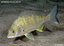 To FishBase images (<i>Acanthopagrus australis</i>, Australia, by Banks, I.)