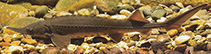 To FishBase images (<i>Acipenser baerii</i>, Russia, by Hartl, A.)