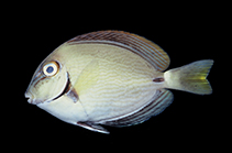 Image of Acanthurus bahianus (Barber surgeonfish)