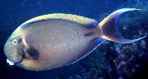 To FishBase images (<i>Acanthurus bariene</i>, Indonesia, by Randall, J.E.)