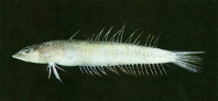 To FishBase images (<i>Acanthaphritis barbata</i>, Chinese Taipei, by Shao, K.T.)