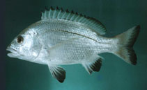 To FishBase images (<i>Acanthopagrus omanensis</i>, Oman, by Randall, J.E.)
