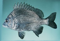 To FishBase images (<i>Mylio berda</i>, Sri Lanka, by Randall, J.E.)
