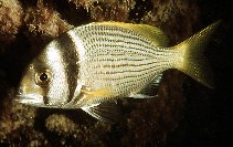 To FishBase images (<i>Acanthopagrus bifasciatus</i>, by Randall, J.E.)
