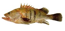 To FishBase images (<i>Acanthistius patachonicus</i>, by INIDEP)