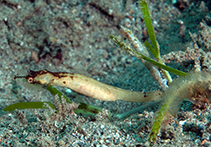Doryichthys martensii - syngnathe d'eau douce - Aquaplante