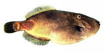 To FishBase images (<i>Acanthaluteres brownii</i>, Australia, by Good, P.)