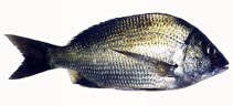 To FishBase images (<i>Acanthopagrus butcheri</i>, Australia, by Good, P.)