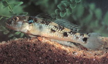 To FishBase images (<i>Acentrogobius caninus</i>, by CAFS)