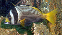 To FishBase images (<i>Acanthopagrus catenula</i>, Oman, by Field, R.)