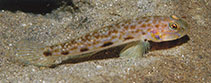 To FishBase images (<i>Acentrogobius cenderawasih</i>, Indonesia, by Allen, G.R.)