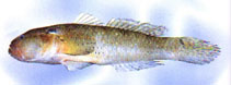 To FishBase images (<i>Acentrogobius chlorostigmatoides</i>, Chinese Taipei, by The Fish Database of Taiwan)