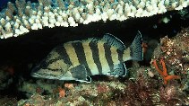 To FishBase images (<i>Acanthistius cinctus</i>, Australia, by Randall, J.E.)