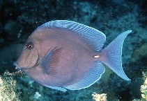 To FishBase images (<i>Acanthurus coeruleus</i>, Bahamas, by Randall, J.E.)