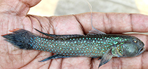 To FishBase images (<i>Acentrogobius cyanomos</i>, Bangladesh, by Hasan, M.E.)