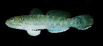 To FishBase images (<i>Acentrogobius dayi</i>, Saudi Arabia, by Randall, J.E.)