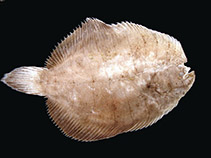 Image of Achirus declivis (Plainfin sole)