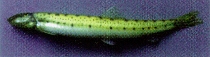 Image of Acanthopsoides delphax 