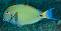 To FishBase images (<i>Acanthurus dussumieri</i>, Hawaii, by Malaer, P.)