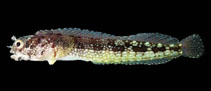 To FishBase images (<i>Acanthemblemaria exilispinus</i>, Panama, by Allen, G.R.)