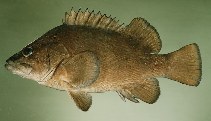 To FishBase images (<i>Acanthistius fuscus</i>, Easter I., by Randall, J.E.)