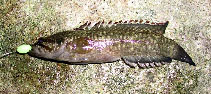 To FishBase images (<i>Acanthoclinus fuscus</i>, New Zealand, by Tveskov, E.)